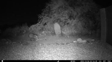 Arizona 'da gece yarısı aksak, yaralı javelina - oyun kamerası HD