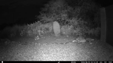 Arizona 'da geceleri kayaları araştıran rakun. Oyun kamerası HD.