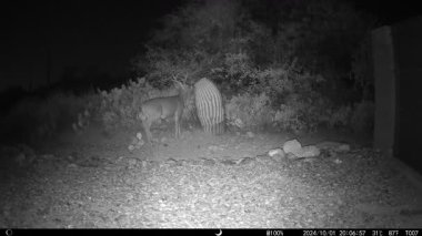 Boynuzlu coues whitetail deer - Arizona