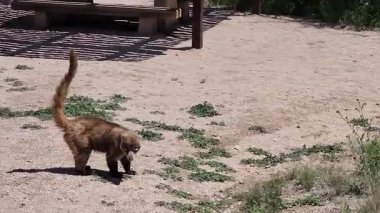 Arizona piknik alanında yiyecek arayan beyaz burunlu koati.