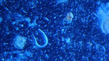 Çürüyen bitki maddesi mikroplar ve nematodlar tarafından geri dönüştürülüyor.