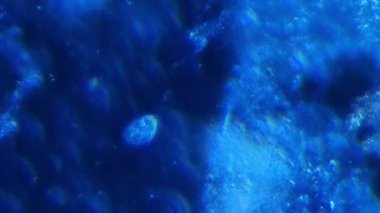 Protozoalı ve bakterili çürüyen bitki maddesi