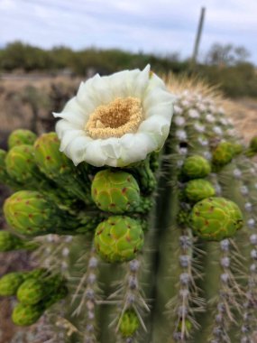 Açılmamış tomurcukları olan tek bir saguaro kaktüsü.