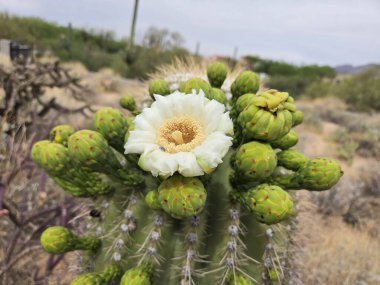 Açılmamış tomurcukları olan tek bir saguaro kaktüsü.