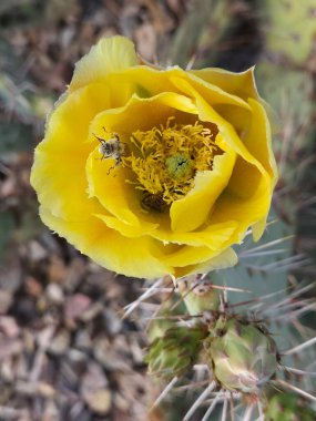 Arizona 'nın sarı kolla çiçekli yerli arıları