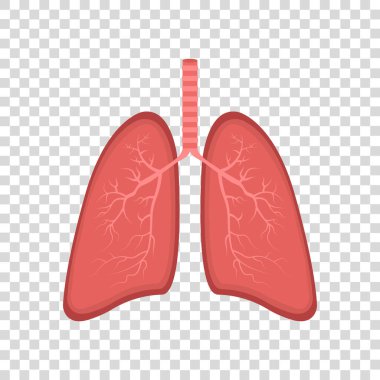 Gerçekçi akciğer anatomisi. Akciğer ikonu. Solunum sistemi sağlıklı akciğer düz tıbbi organ. İzole vektör illüstrasyonu.