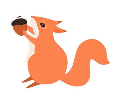 Wild squirrel eating nut. Wildlife forest fauna, rodent with fluffy tail vector illustration