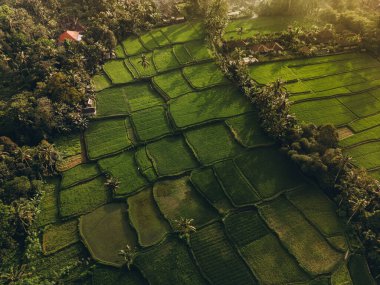 Bali 'nin soyut geometrik şekilleri, palmiye ağacı ve yağmur ormanı tropikal orman plantasyonuyla dolu yeşil pirinç tarlaları.