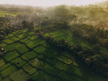 Tegallalang Bali pirinç teraslarının havadan görünüşü. Endonezya, Bali 'deki tropik manzara