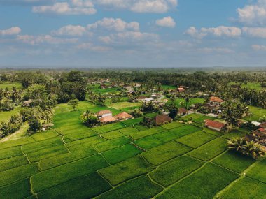 Bali 'nin soyut geometrik şekilleri, palmiye ağacı ve yağmur ormanı tropikal orman plantasyonuyla dolu yeşil pirinç tarlaları.