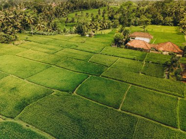 Tegallalang Bali pirinç teraslarının havadan görünüşü. Endonezya, Bali 'deki tropik manzara