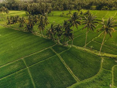 Bali 'nin soyut geometrik şekilleri, palmiye ağacı ve yağmur ormanı tropikal orman plantasyonuyla dolu yeşil pirinç tarlaları.