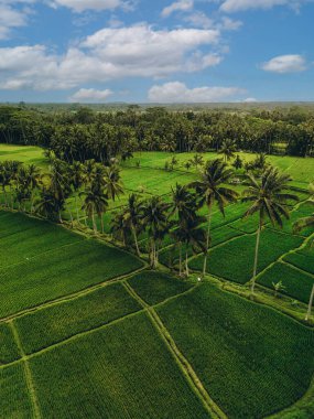 Bali 'nin soyut geometrik şekilleri, palmiye ağacı ve yağmur ormanı tropikal orman plantasyonuyla dolu yeşil pirinç tarlaları.