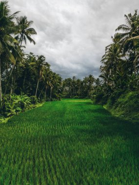 Bali 'nin soyut geometrik şekilleri, palmiye ağacı ve yağmur ormanı tropikal orman plantasyonuyla dolu yeşil pirinç tarlaları.
