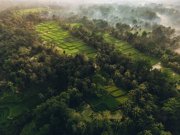Vista Aérea Formas Geométricas Abstratas Campos Arroz Verde Bali Lush — Fotografia de Stock