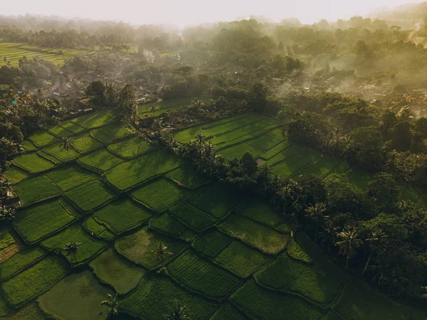 Tegallalang巴厘岛稻田的空中景观 印度尼西亚巴厘的热带地貌 — 图库照片