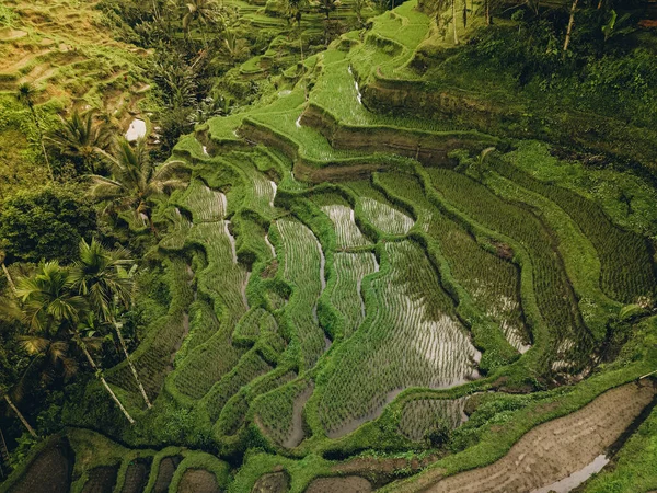 Αεροφωτογραφία Του Tegallalang Μπαλί Ταράτσες Ρυζιού Τροπικό Τοπίο Στο Μπαλί — Φωτογραφία Αρχείου