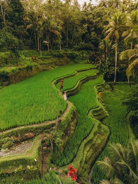 Vista Aérea Dos Terraços Arroz Tegallalang Bali Paisagem Tropical Bali — Fotografia de Stock