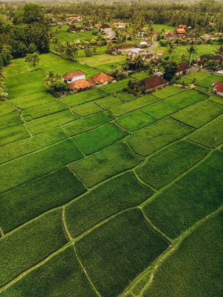 Вид Воздуха Абстрактные Геометрические Формы Балийских Зеленых Рисовых Полей Пальмами — стоковое фото