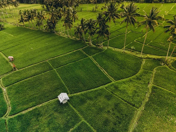 Vista Aérea Formas Geométricas Abstratas Campos Arroz Verde Bali Lush — Fotografia de Stock