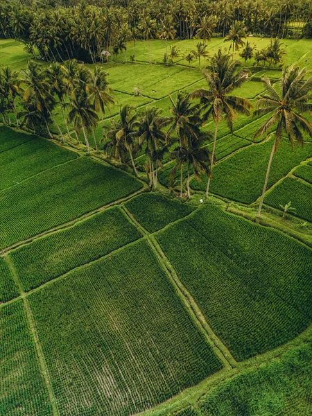 Veduta Aerea Delle Forme Geometriche Astratte Bali Rigogliose Risaie Verdi — Foto Stock
