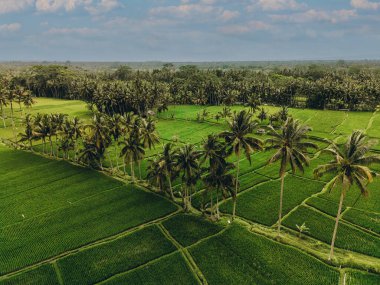 Bali 'nin soyut geometrik şekilleri, palmiye ağacı ve yağmur ormanı tropikal orman plantasyonuyla dolu yeşil pirinç tarlaları.