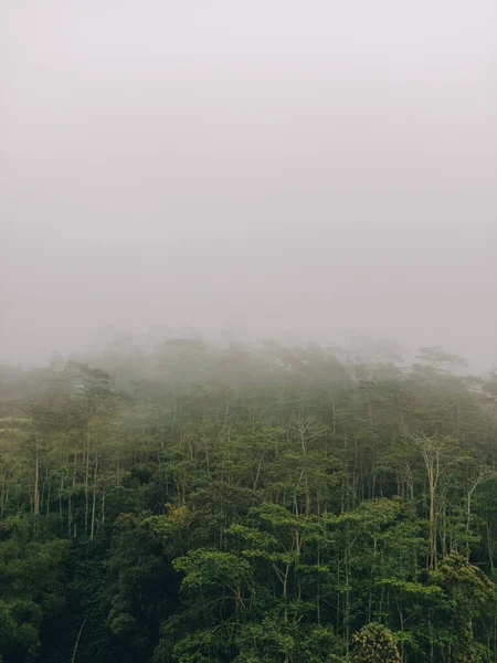 Forêt Brumeuse Avec Grands Arbres Verts Ciel Gris Une Chaîne — Photo