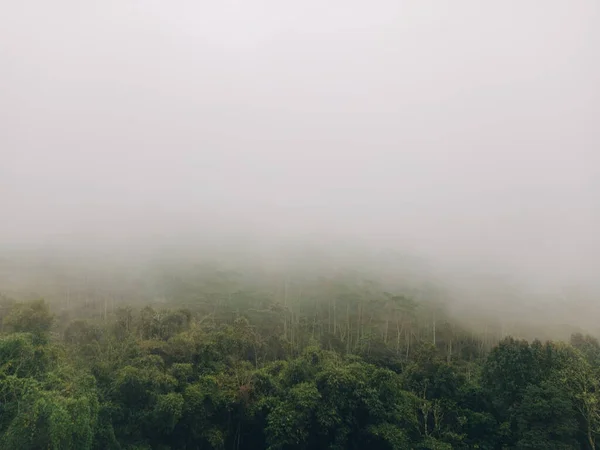 Bosque Brumoso Con Árboles Altos Verdes Cielo Gris Una Cordillera —  Fotos de Stock
