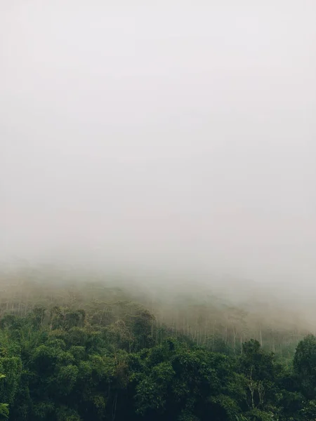 Bosque Brumoso Con Árboles Altos Verdes Cielo Gris Una Cordillera —  Fotos de Stock
