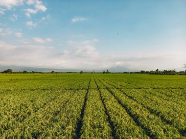 Mavi gökyüzü ve beyaz bulutlar ile egzotik, parlak, çimenli tarımsal pirinç tarlası manzarası