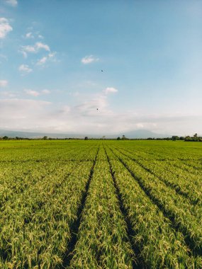 Mavi gökyüzü ve beyaz bulutlar ile egzotik, parlak, çimenli tarımsal pirinç tarlası manzarası