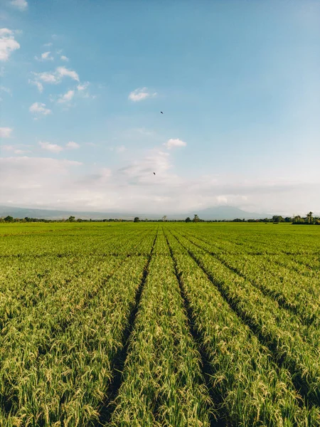 Aurial Widok Egzotyczne Jasne Trawiaste Pole Ryżu Rolniczego Niebieskim Niebem — Zdjęcie stockowe