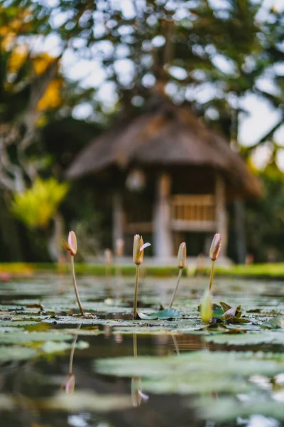 自然の中でバンガローの背景に小さなユリの写真 ジャングルのヤシに囲まれた水の上の熱帯の家 — ストック写真