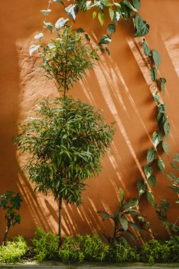 Turuncu kil duvardaki yeşil küçük ağaç. Dekoratif zeytin dalı botanik