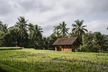 Pirinç tarlasında çiftlik ahırı. Bali tarım arazisi, bali pirinç tarımı, çiftçi aletleri depolamak için ahır.