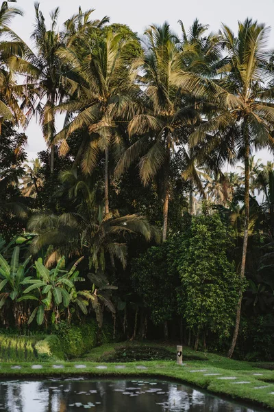 Tropické Jezero Obklopené Palmami Džungle — Stock fotografie