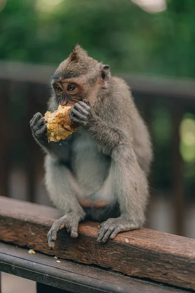 Feche Foto Macaco Sentado Comendo Floresta Macacos Sagrados Macaco Balinês — Fotografia de Stock