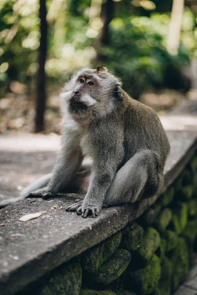 Nahaufnahme Von Niedlichen Affen Die Auf Einer Mauer Heiligen Affenwald — Stockfoto