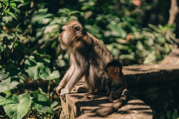 Nahaufnahme Einer Affenmutter Die Mit Einem Kleinen Baby Auf Dem — Stockfoto