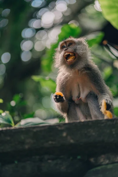 Nahaufnahme Eines Lustigen Affen Der Mandarine Einer Wand Mit Grünem — Stockfoto