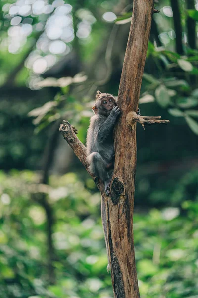 緑の自然背景に木の幹に小さなぶら下げ猿のショットを閉じます Macaque Branch Ubud Sacred Monkey Forest — ストック写真