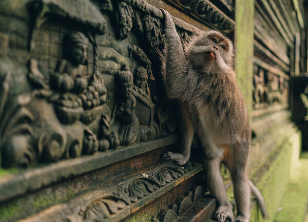 Макак делает лицо и высовывает язык, висящий на каменной стене в священной лесной обезьяне. Восхождение на балийскую традиционную каменную скульптуру
