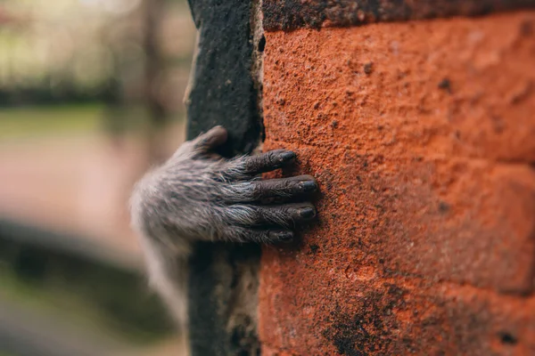 Nahaufnahme Von Affenhand Auf Orangefarbener Steinmauer Niedliche Kleine Makakenhand Auf — Stockfoto