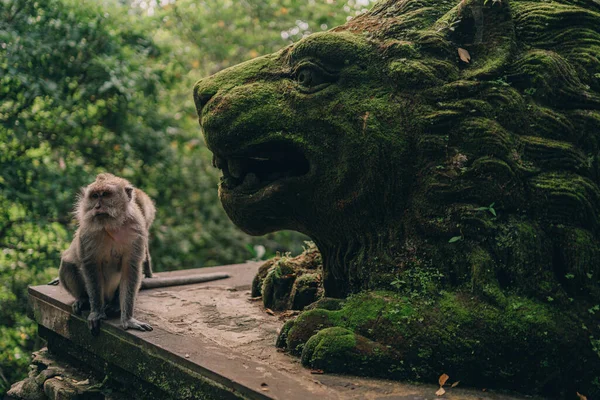 Χαριτωμένη Μαϊμού Δίπλα Πέτρινο Άγαλμα Λιονταριού Καλυμμένο Βρύα Μπαλί Διακοσμητική — Φωτογραφία Αρχείου