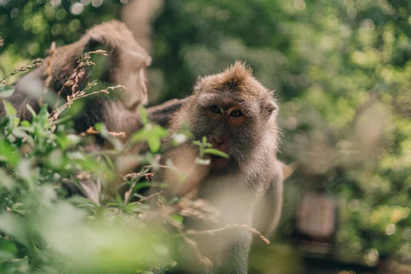 Close Opname Van Apen Groene Natuur Achtergrond Macaques Heilige Apenpark — Stockfoto