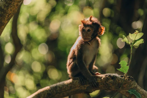 自然の背景を持つ木の枝に座って赤ちゃん猿のショットを閉じます 小さなマカクでUbudジャングル神聖な猿の森 — ストック写真