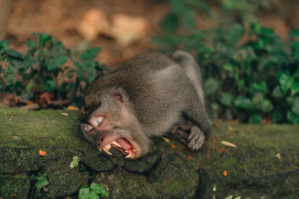 Nahaufnahme Eines Gähnenden Affen Der Auf Der Tempelmauer Liegt Makaken — Stockfoto