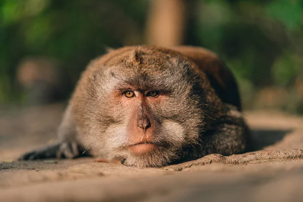Close Shot Van Liggend Ontspannen Aapje Kijken Voorzichtig Macaque Heilige — Stockfoto