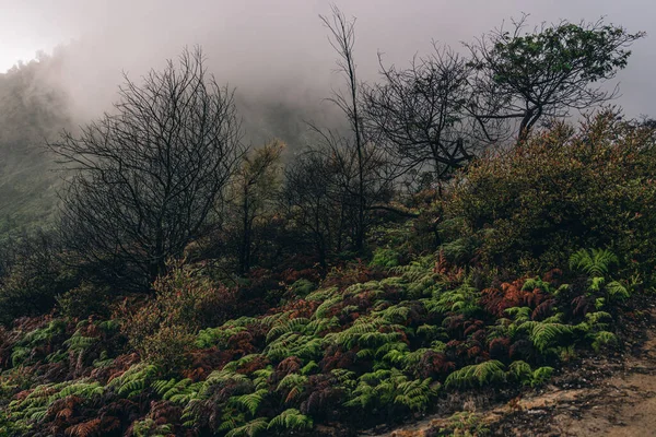 Landschaftsbild Von Hügelvegetation Nebel Pflanzen Und Bäume Den Bergen Nebliger — Stockfoto