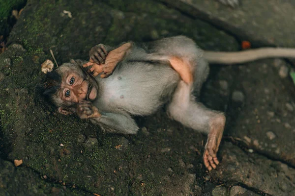 Close up shot of funny monkey holding foot. Small lying macaque in sacred monkey forest sanctuary